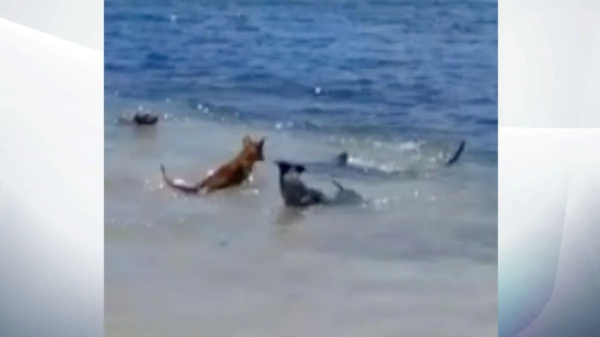 Perro sorprende al perseguir a tiburón en playa de Denia