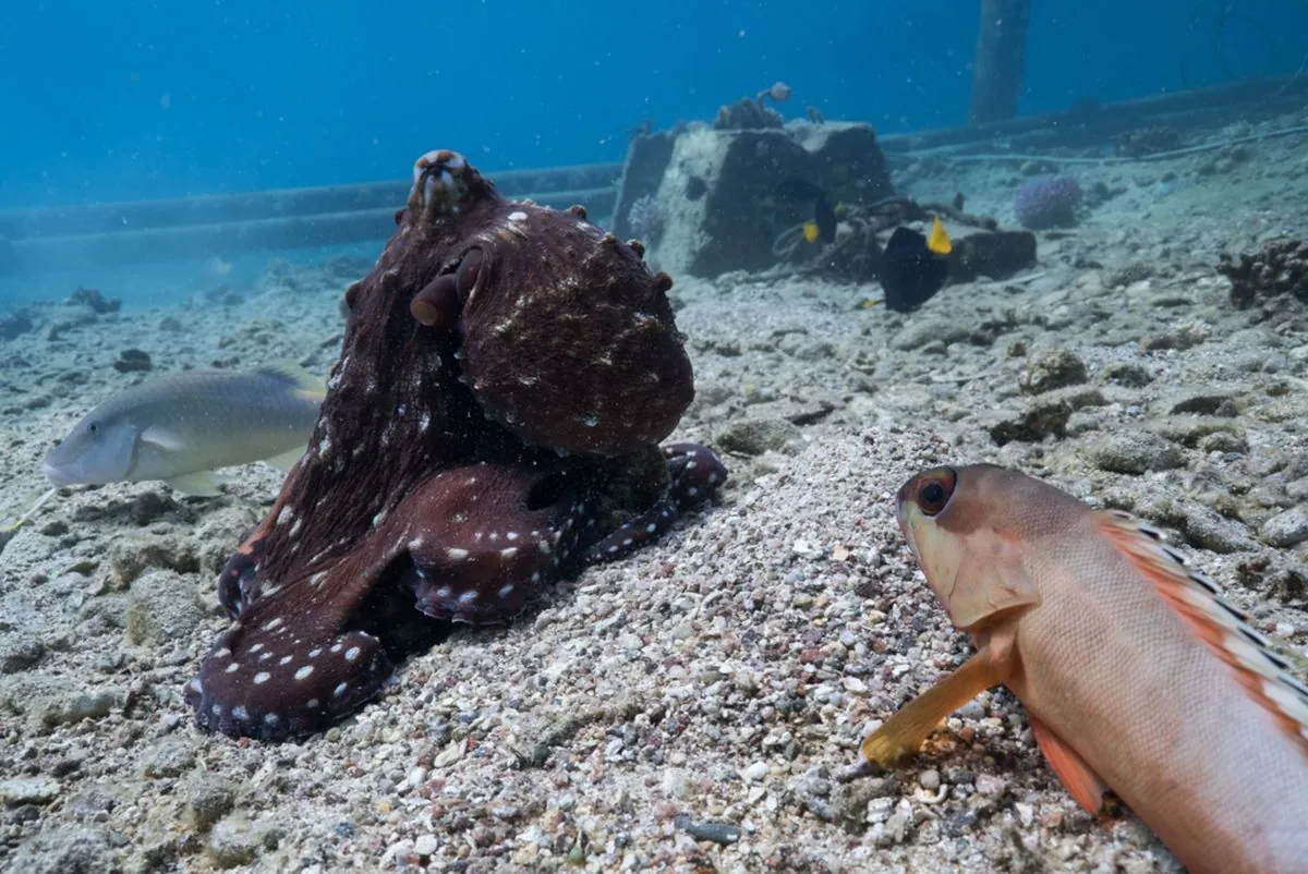 Pulpos y peces: una sorprendente alianza de caza submarina