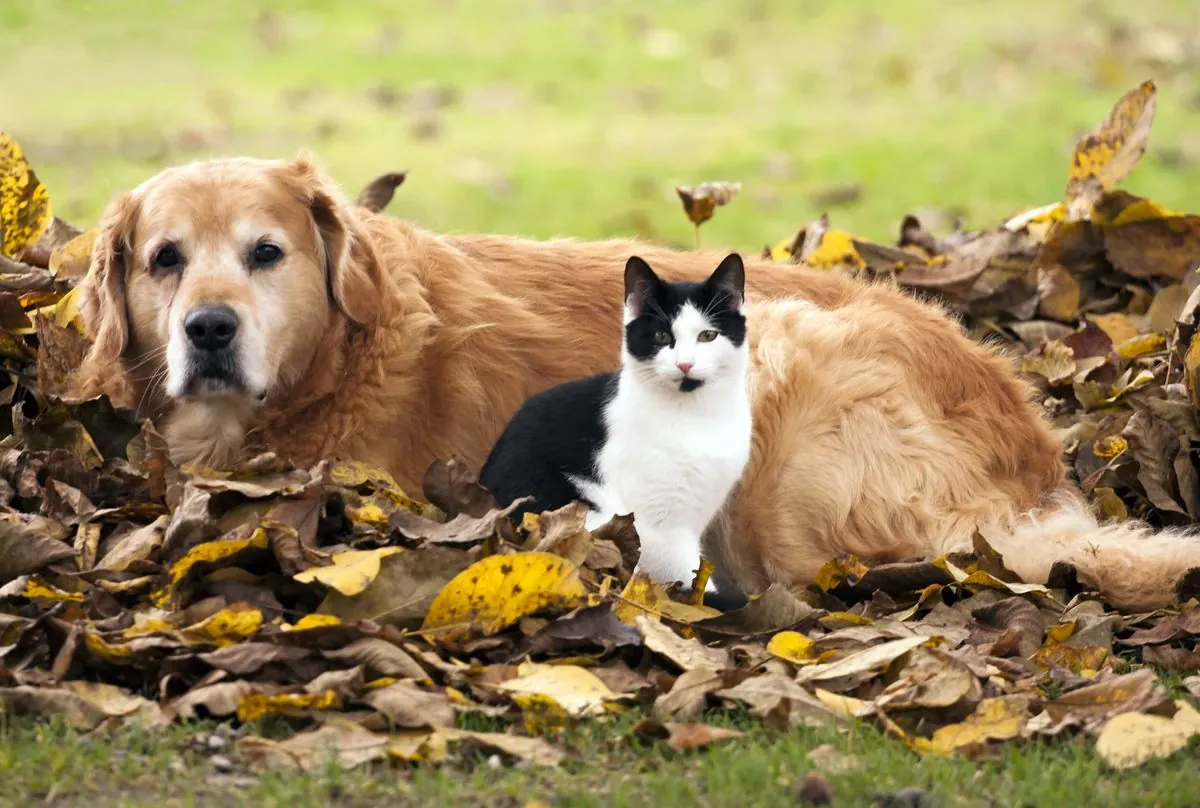 proteccion-antiparasitaria-en-otono-clave-para-la-salud-de-mascotas