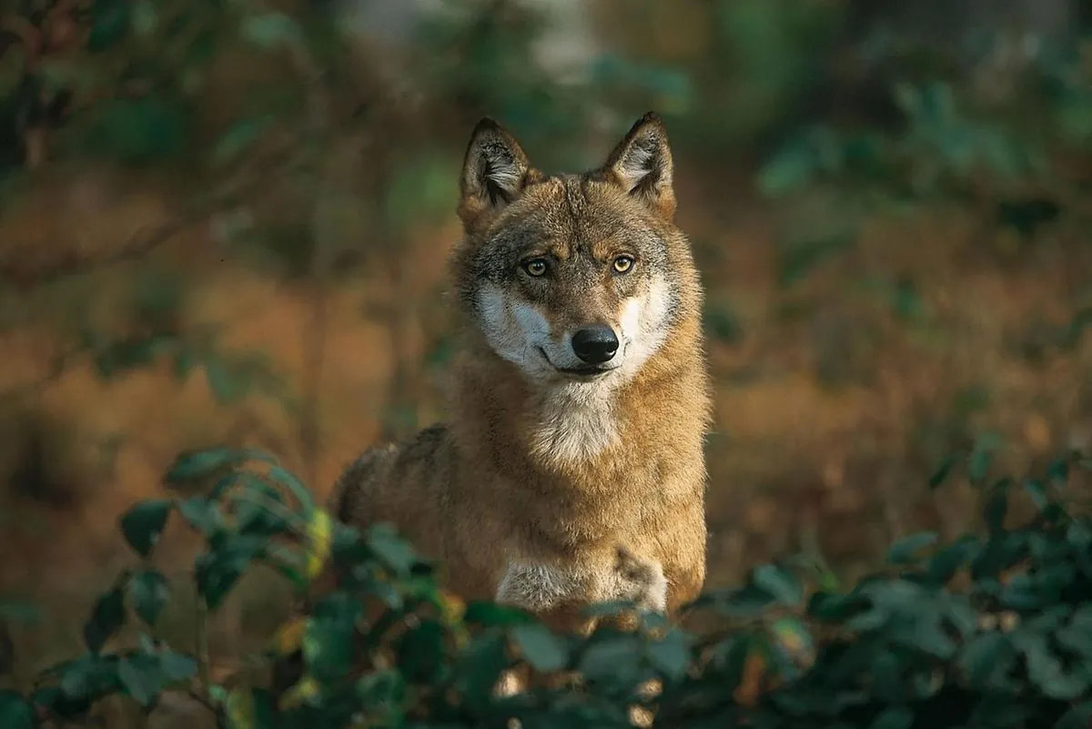 UE inicia proceso para reducir protección del lobo, España se opone