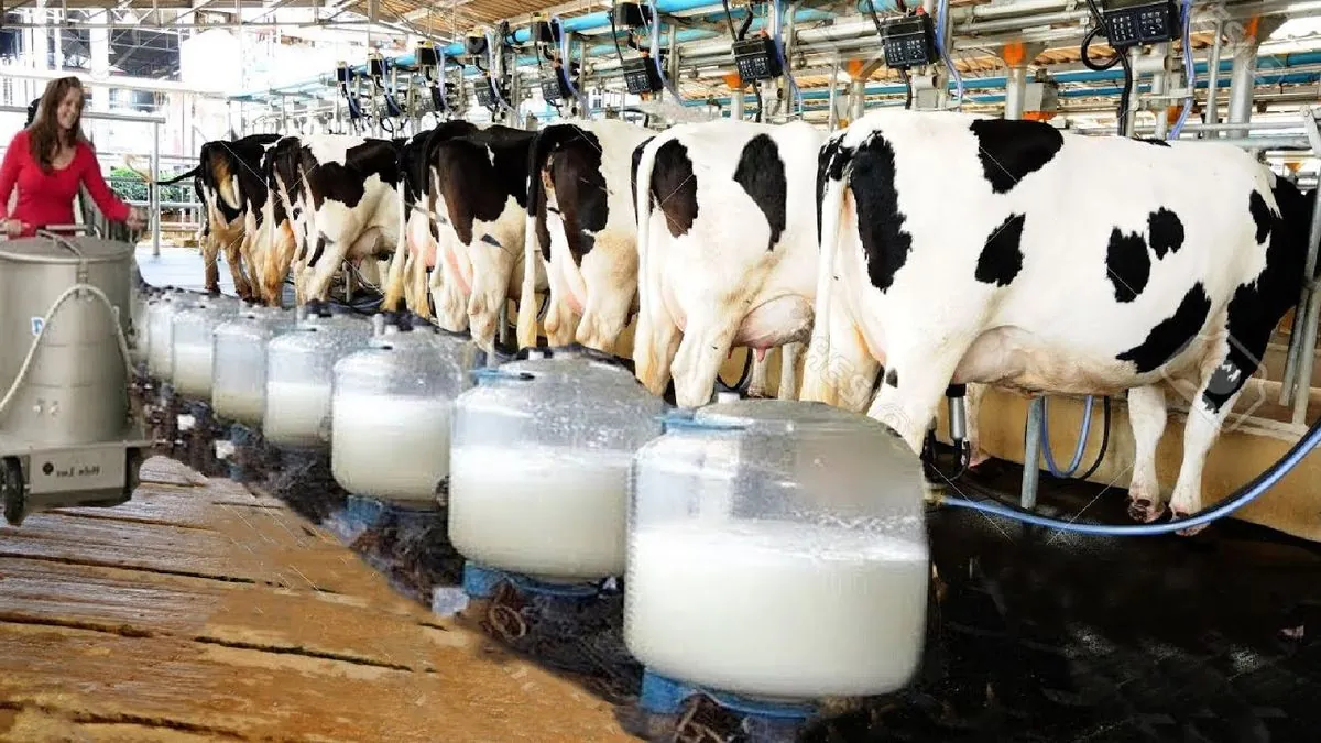 Leche y ordeño: principales vías de transmisión de gripe aviar en vacas