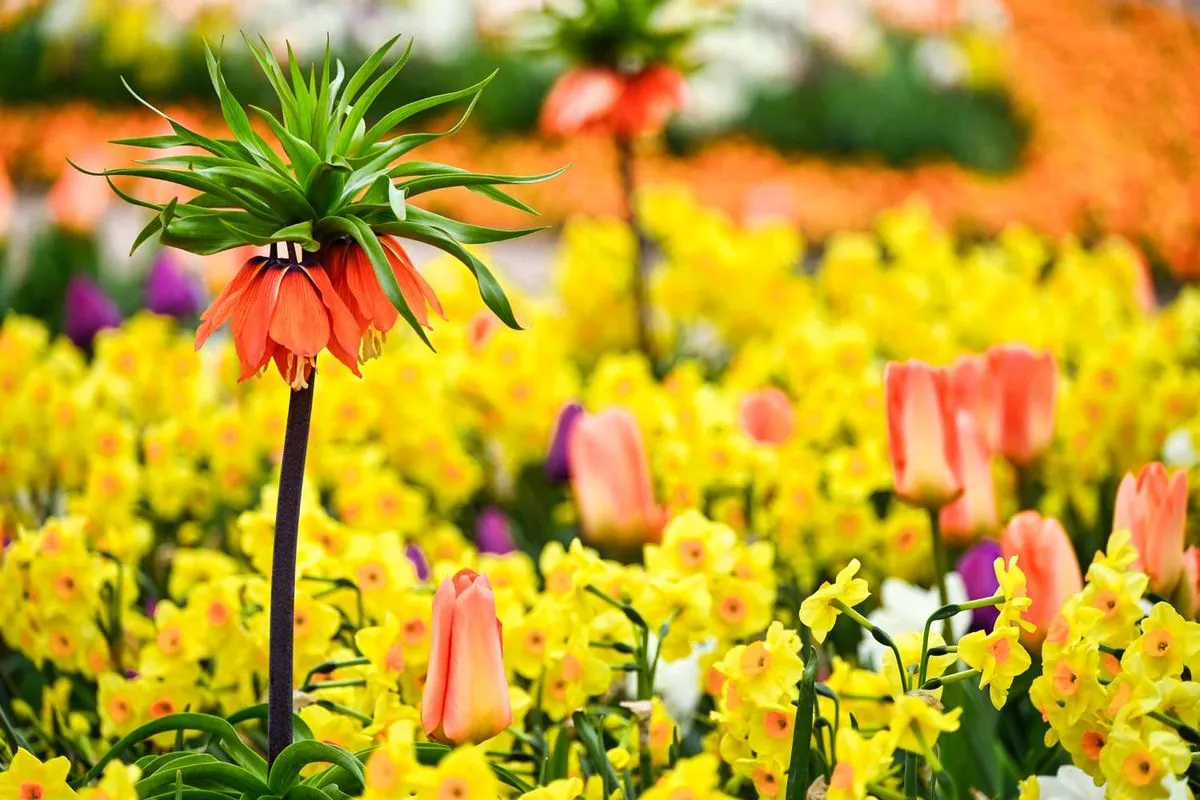 8 Plantas Perennes Resistentes para un Jardín Colorido Todo el Año