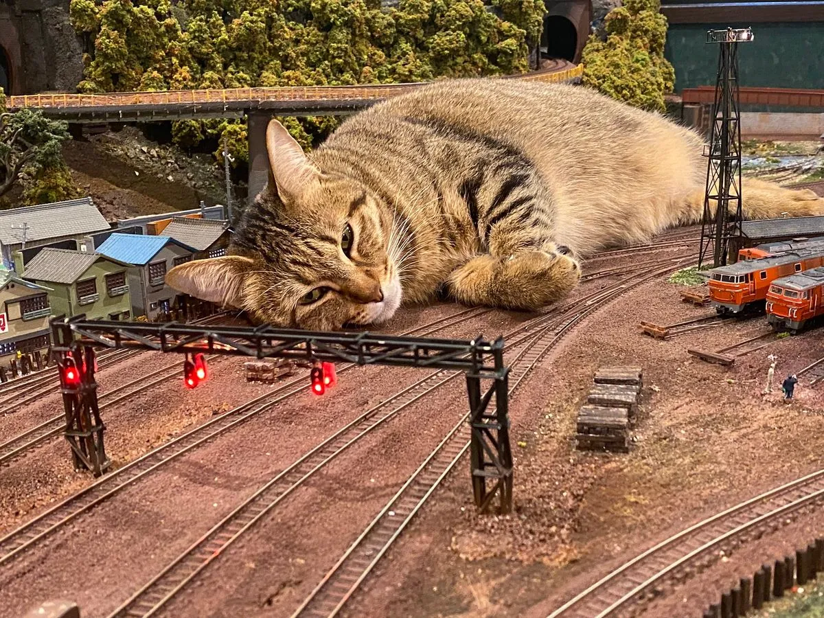 gata-sobrevive-milagrosamente-un-mes-en-vias-del-tren-de-madrid