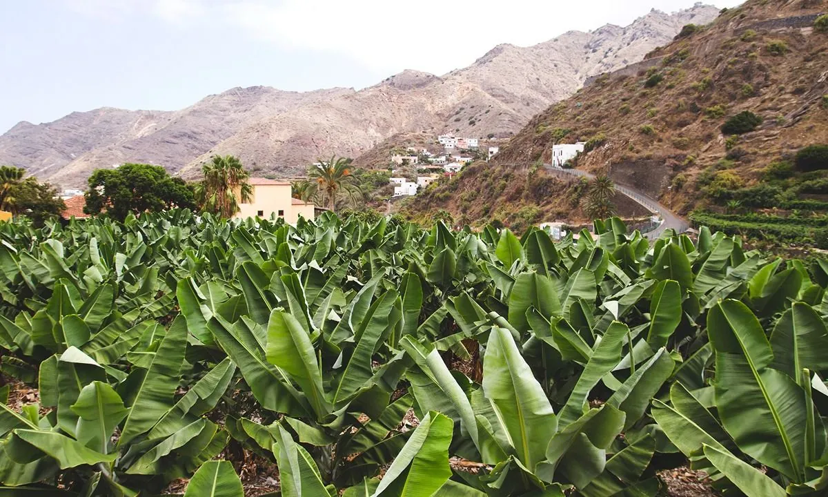 platano-de-canarias-donacion-masiva-alimenta-a-necesitados-en-espana-y-ucrania