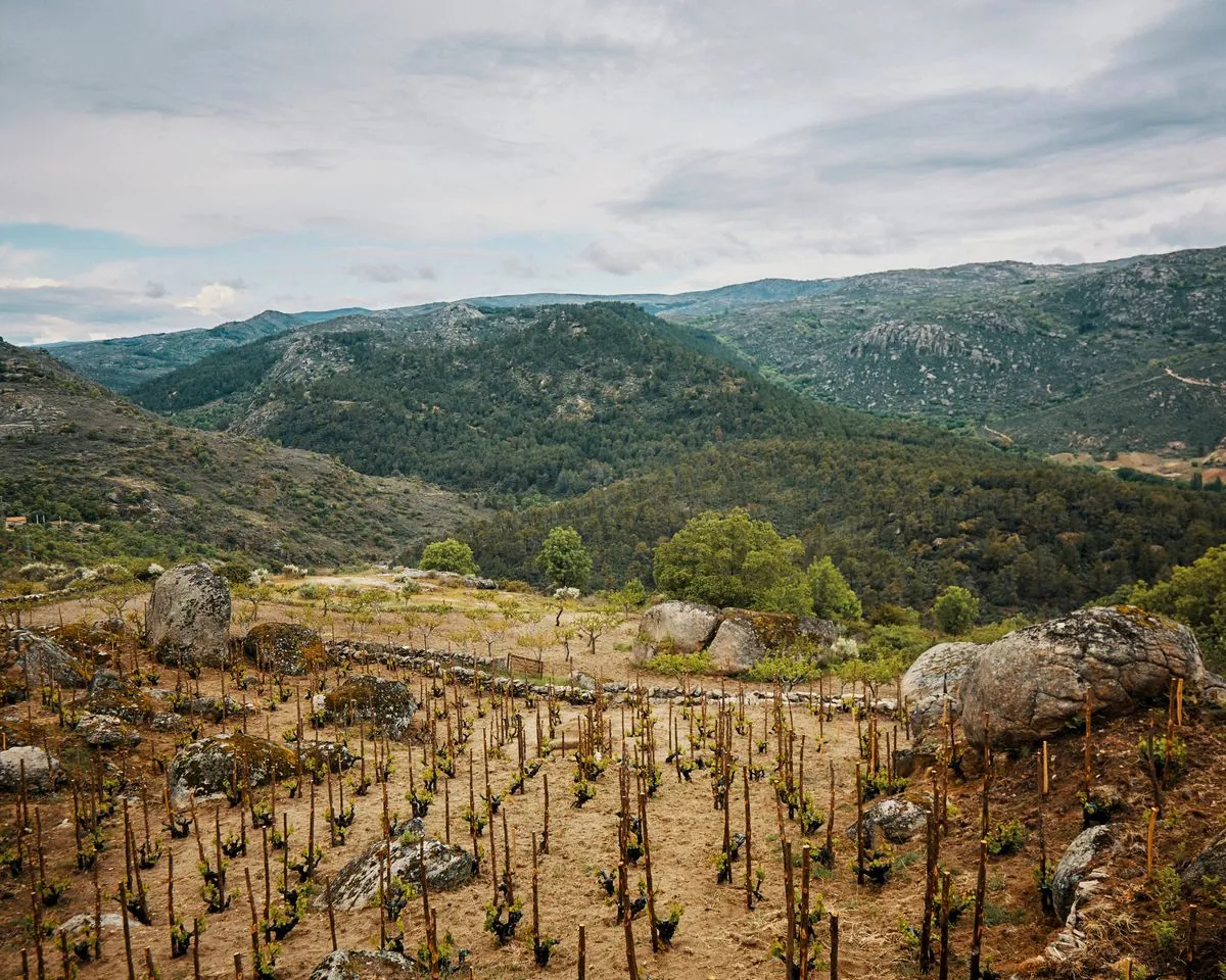 La revolución silenciosa de los vinos espumosos ancestrales en España