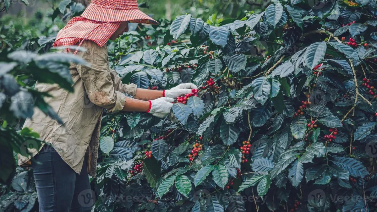 Descubre las rutas cafeteras más fascinantes del mundo