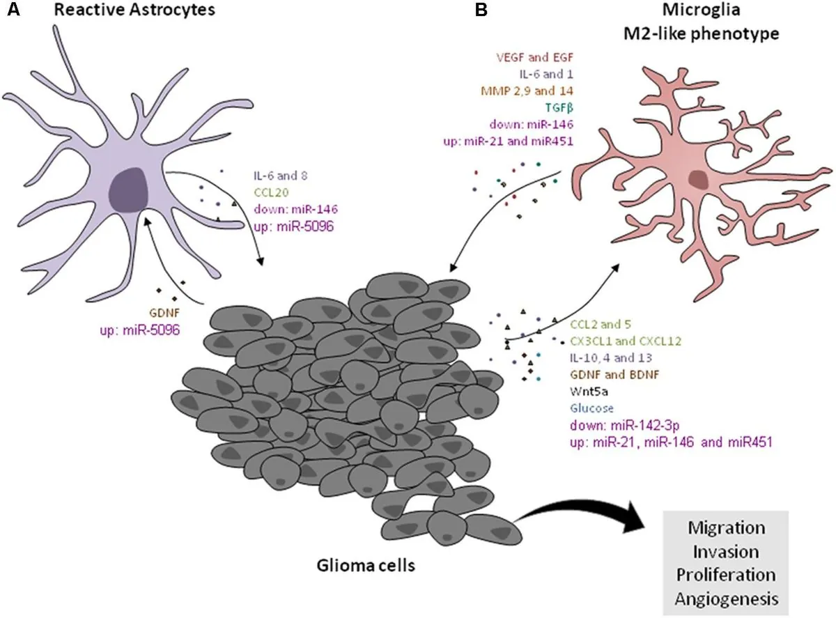 cientificos-espanoles-descubren-como-el-cancer-secuestra-celulas-cerebrales