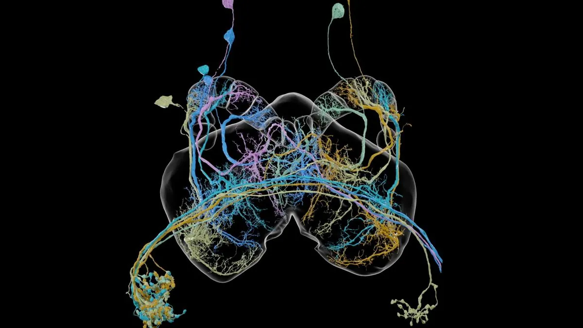 Proyecto FlyWire: Un hito en la comprensión del cerebro