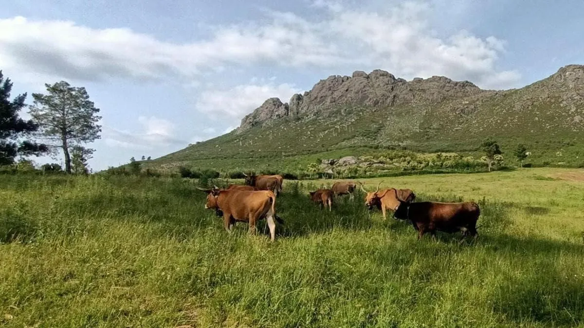 De la ciudad al campo: La historia de dos pastoras modernas en los Picos de Europa