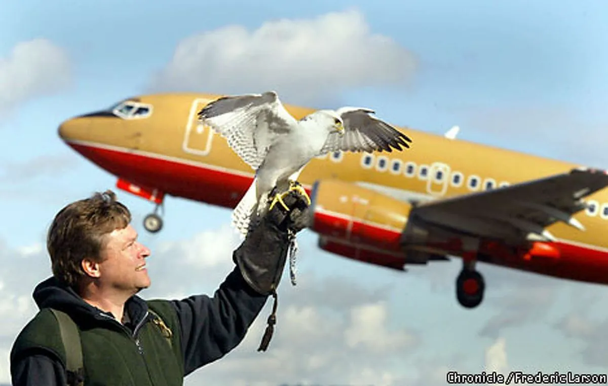 Halcones: Guardianes alados del Aeropuerto de Madrid-Barajas