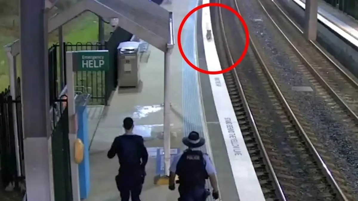 Koala causa revuelo en estación de tren de Sidney