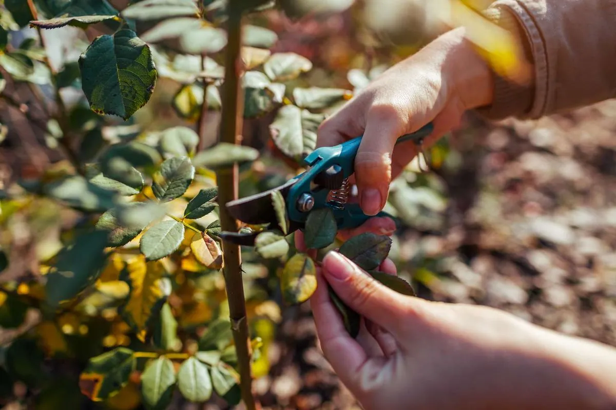 Secretos de jardinería: Guía esencial para que tus rosas brillen en primavera