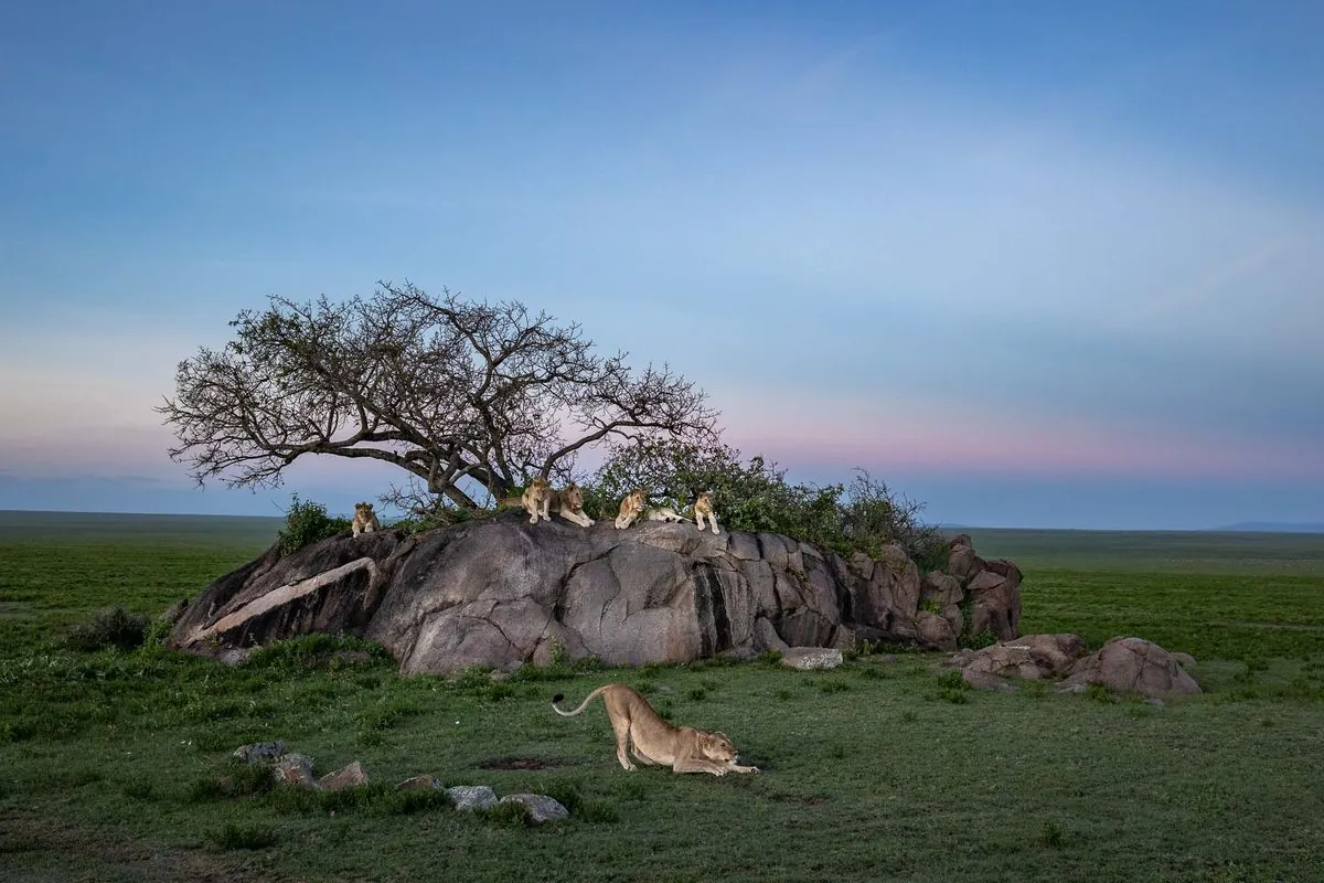 Un safari eco-amigable donde leones y humanos comparten territorio en Tanzania